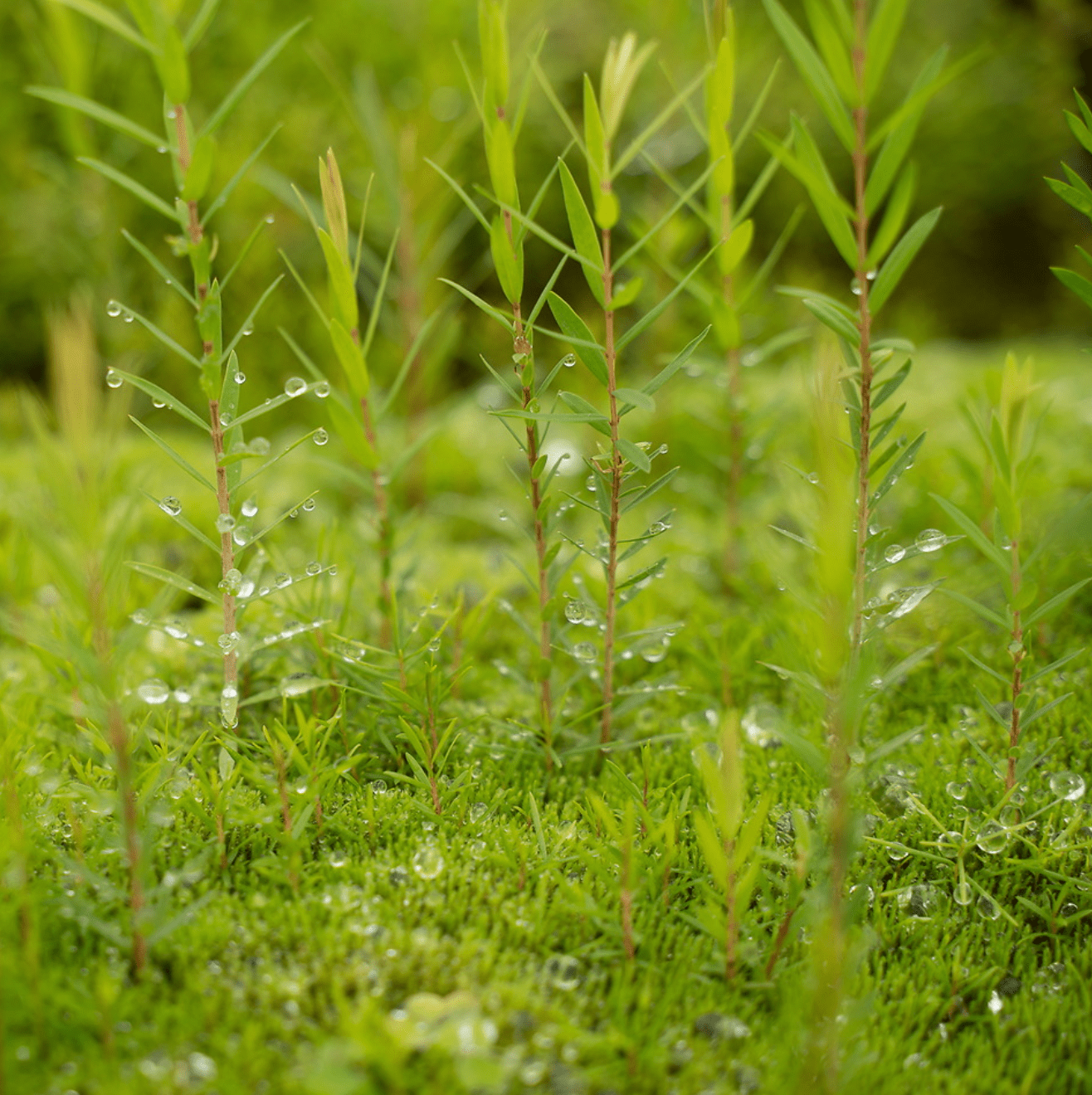 Plant a Tree - Bag-all sustainable initiative showing young green saplings with morning dew drops, representing eco-friendly commitment to global reforestation through OneTreePlanted partnership