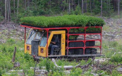 Plant a Tree with Bag-all - Transport vehicle carrying young pine tree saplings through forest for sustainable reforestation initiative